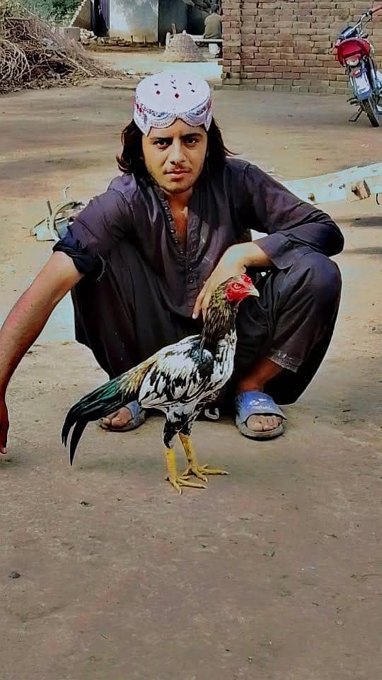 لاکھا اصیل اور ساوا اصیل  2پٹھے 1