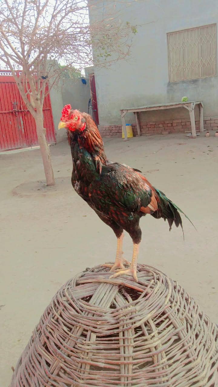 لاکھا اصیل اور ساوا اصیل  2پٹھے 2