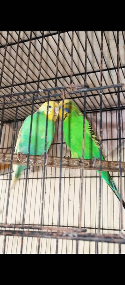 exhibition breeder pair