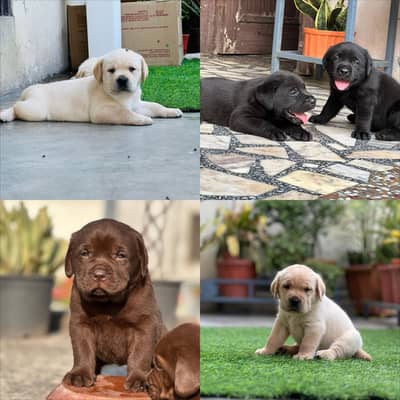 Pedigree extreme quality Labrador puppies
