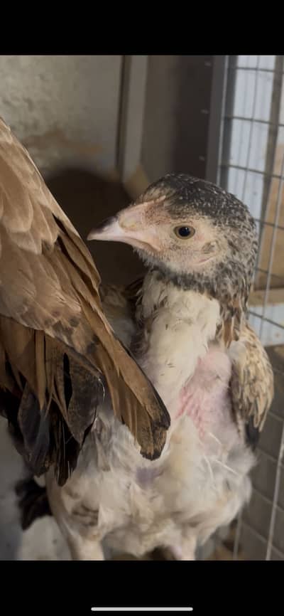 Aseel chicks 3 months age