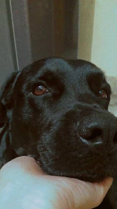 (Labrador) I'm selling my Family dog. . Really Humble sweet and loving