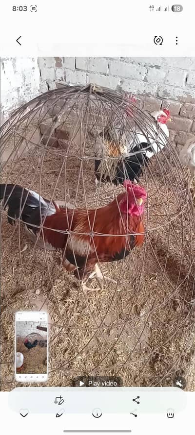 dasi murga  for sale 03038893407