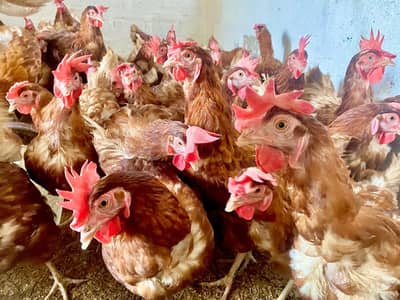 lohman browns egg laying female