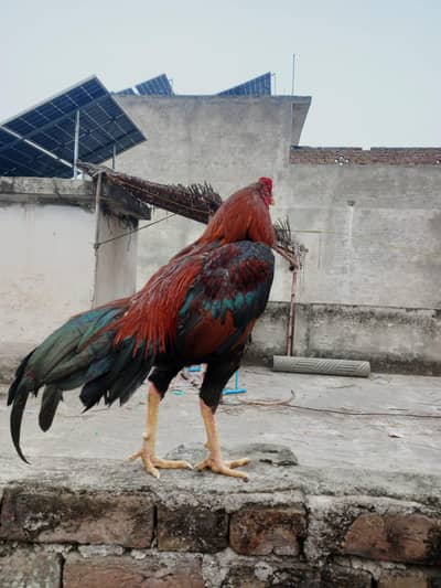 Aseel mianwali hen location Garden town new shakrial Islamabad