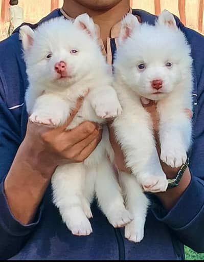 Russian tear 2 month for sale