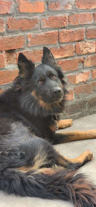 Long coat German shepherd male