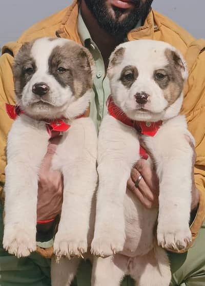 Afghani dogs full security male female for sale
