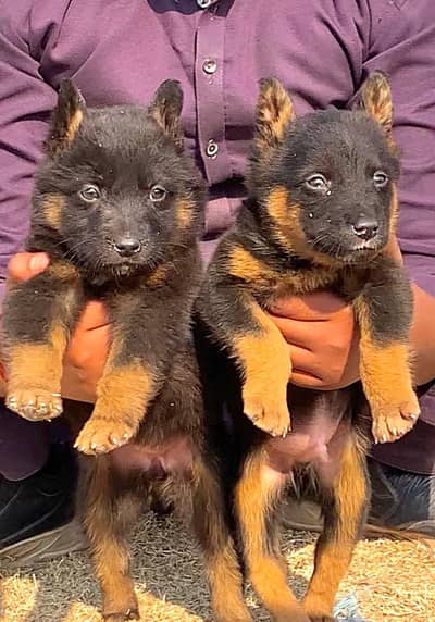 German Shepherd male female available for sale