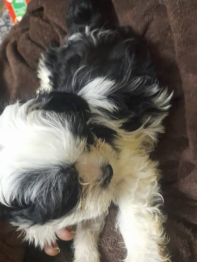 Shihtzu puppies