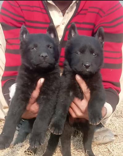 Black German Shepherd male female available for sale