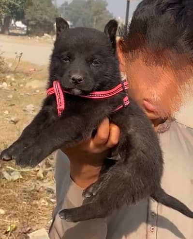 Balck German Shepherd Dabal coat male for sale available