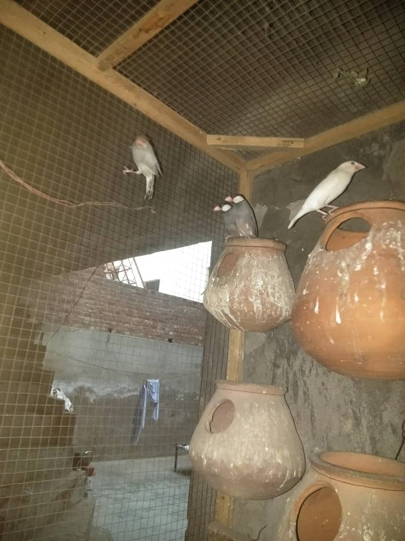 Java sparrows 0