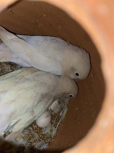 lovebirds with big cage