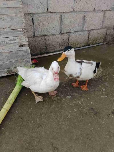 Pair Of Ducks