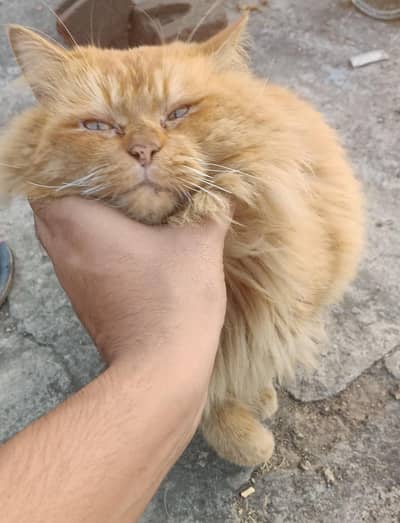 3rd season Billa hai All ok