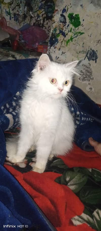 Persian cat