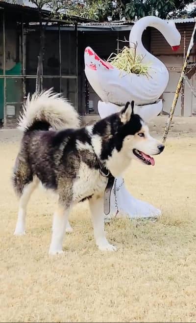 Male Siberian Husky for Sale – 11 Months Old