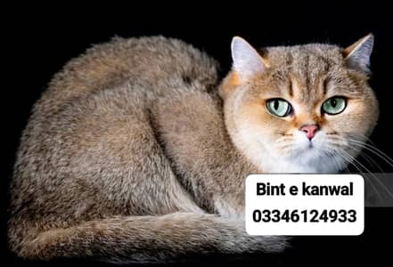 Shorthair British kittens /Golden British cat/imported cats