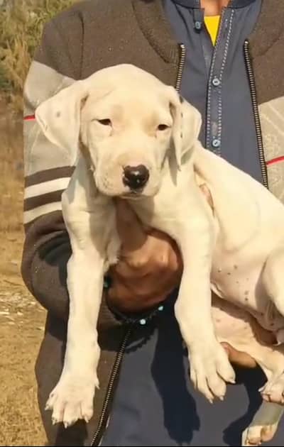 pure bully female for sale