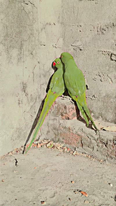 sale urgent sale parrot