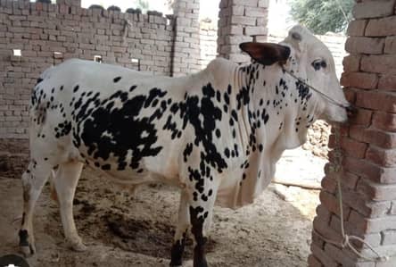 cholistani bachra fresh 2 teeth  khubsoorat nasal