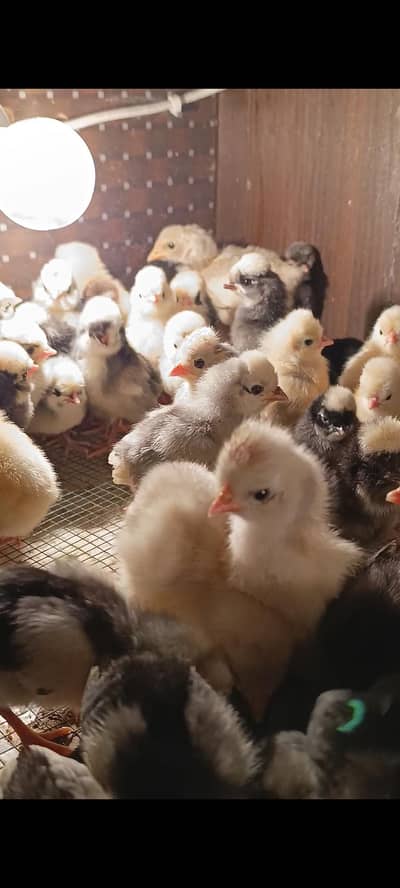 white polish, black polish, Coco polish, gray polish, heavy buff