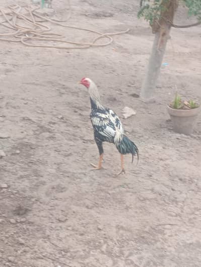 aseel male ptha for sale