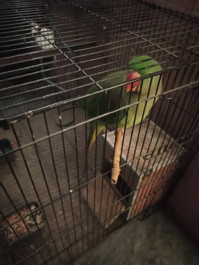 raw parrot for sale