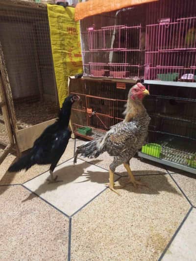 shamoo(Germany) for sale