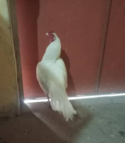 Pure Aseel heera /lassani Aseel pathy/mushka/hen /Murga/white paper