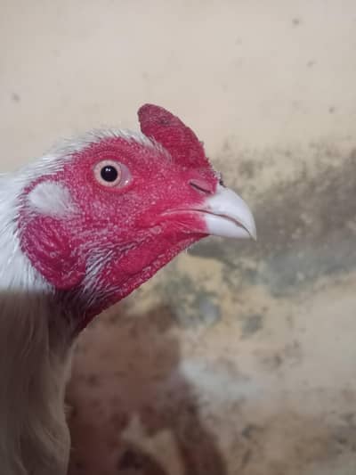 Pure Aseel heera /pakistani Aseel pathy/ Murga /white heera