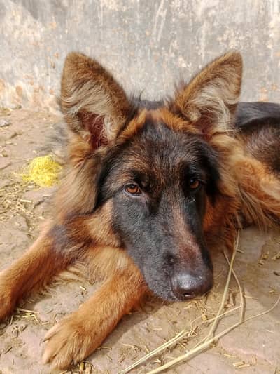 German shepherd long court