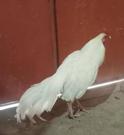 Pure Aseel heera /lassani Aseel pathy/mushka/hen/Murga/white paper eeg