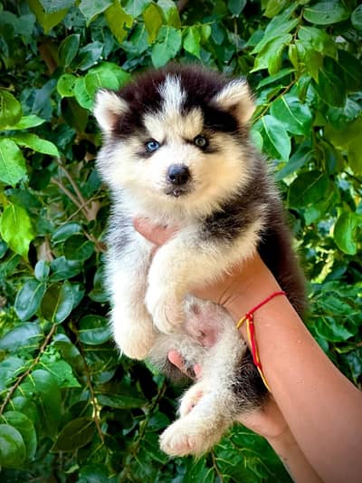 Siberian Husky Puppy | Odd Eyes Husky | Wolly coat | Dog Puppies sale