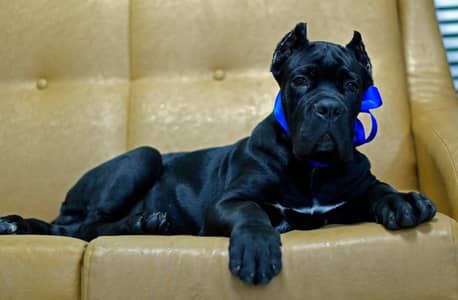Cane Corso Puppy | cane corso Dog | Puppies | Imported Breed