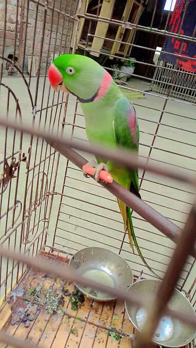 kashmiri RAW Parrot