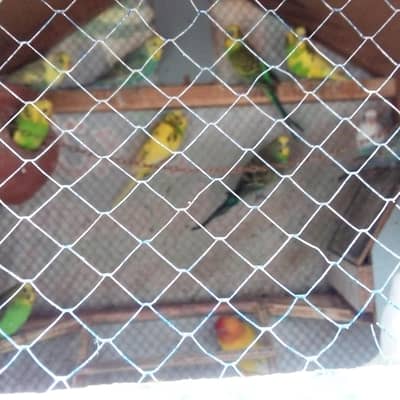 10 pairs of Australian budiges for sale