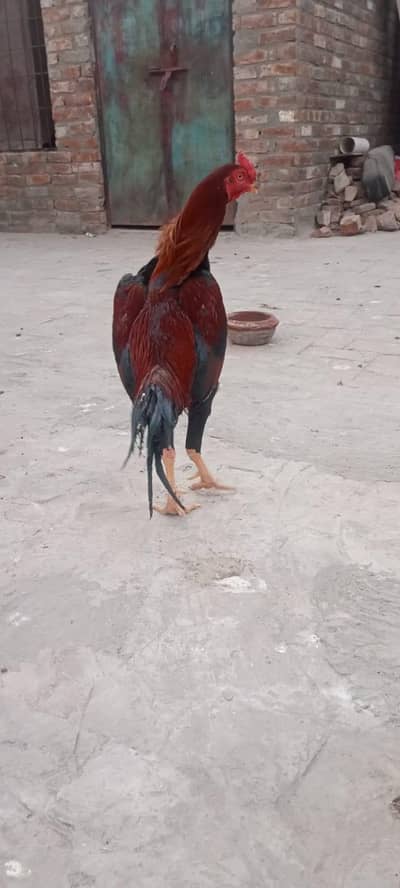 ekadashi Gill murga hai si