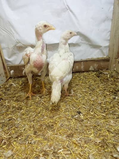 Heera Aseel Pair  Chicks Pair ( 03204661930 )