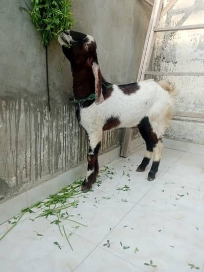 bakra for sale