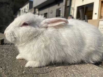 Newzealand white breeder female