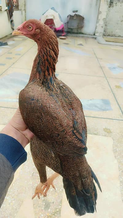 Aseel Beautiful Madi