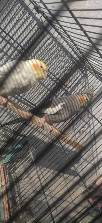 I'm selling my perot