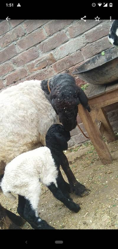 sheep with male kid 03234438191