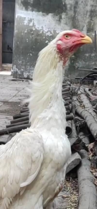 white shamo / german shamo / O shamo