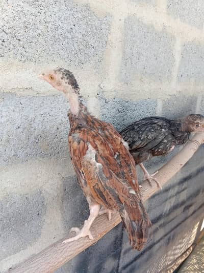 4 duck are available contact number 03702794087