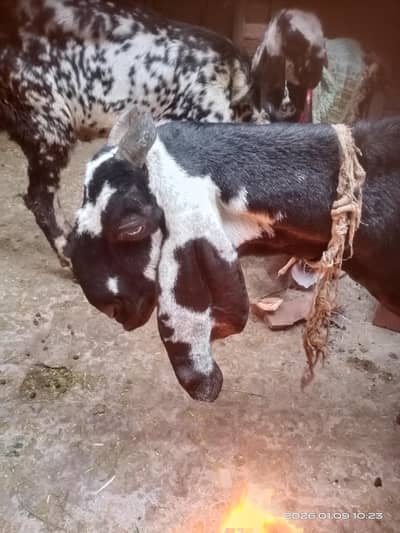 Amritsar betal bakri lamby can achi hight 6 dant 03487505620