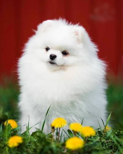 Pure teacup pomeranian | Puppies | Dog Puppy For sale