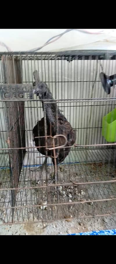 ayam cemani black tongue